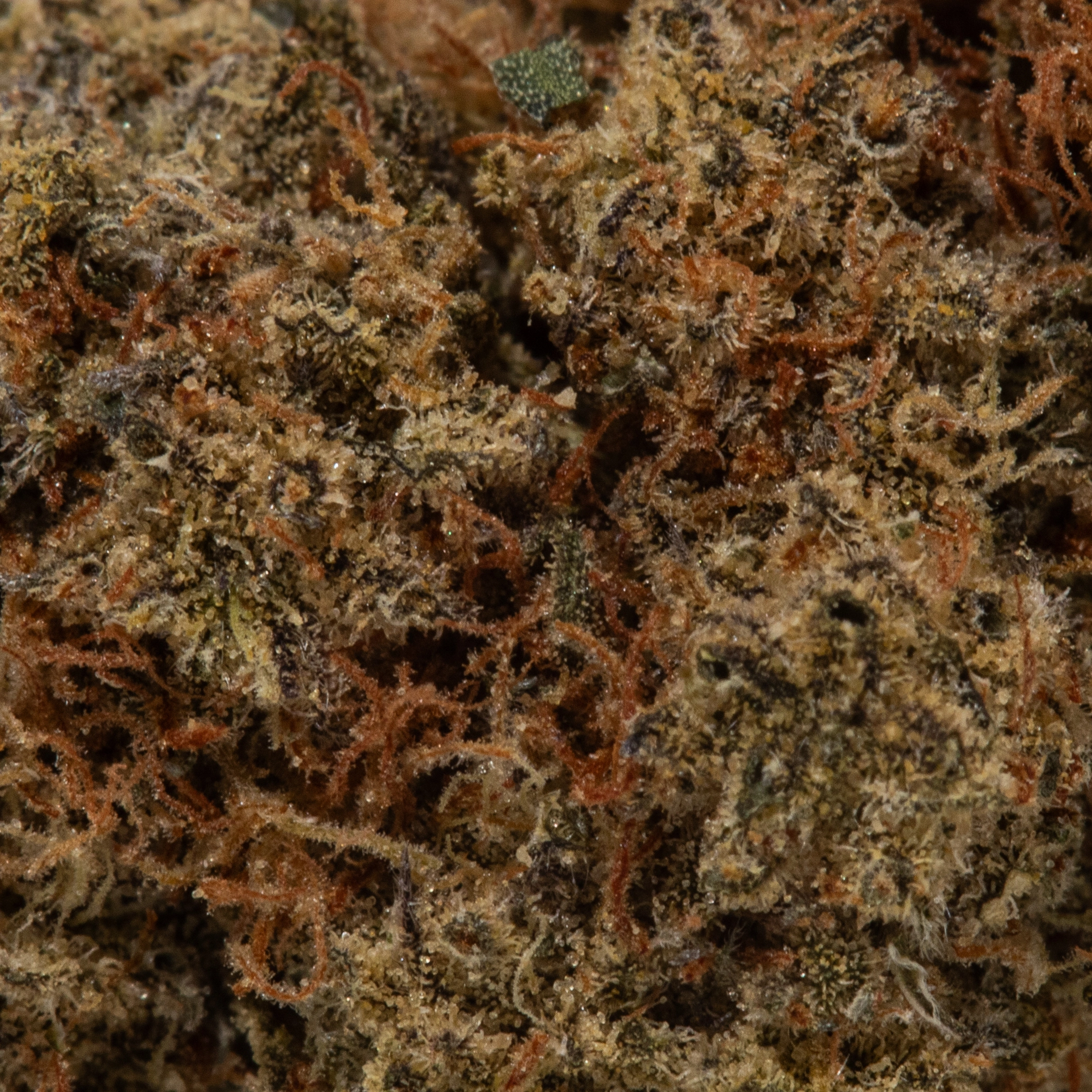 Alien OG (AAA+)