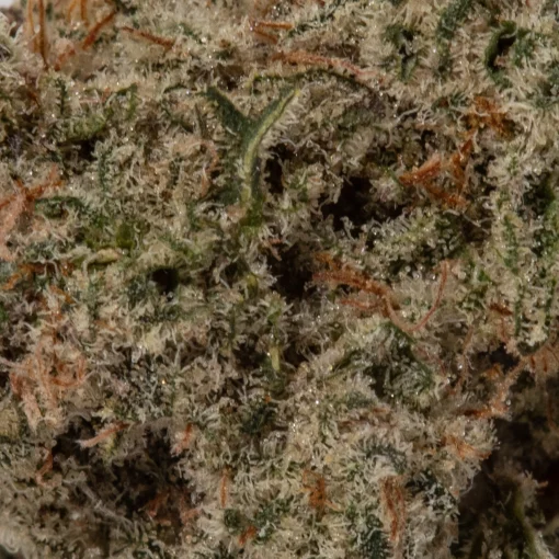 Raspberry Kush (AAA)