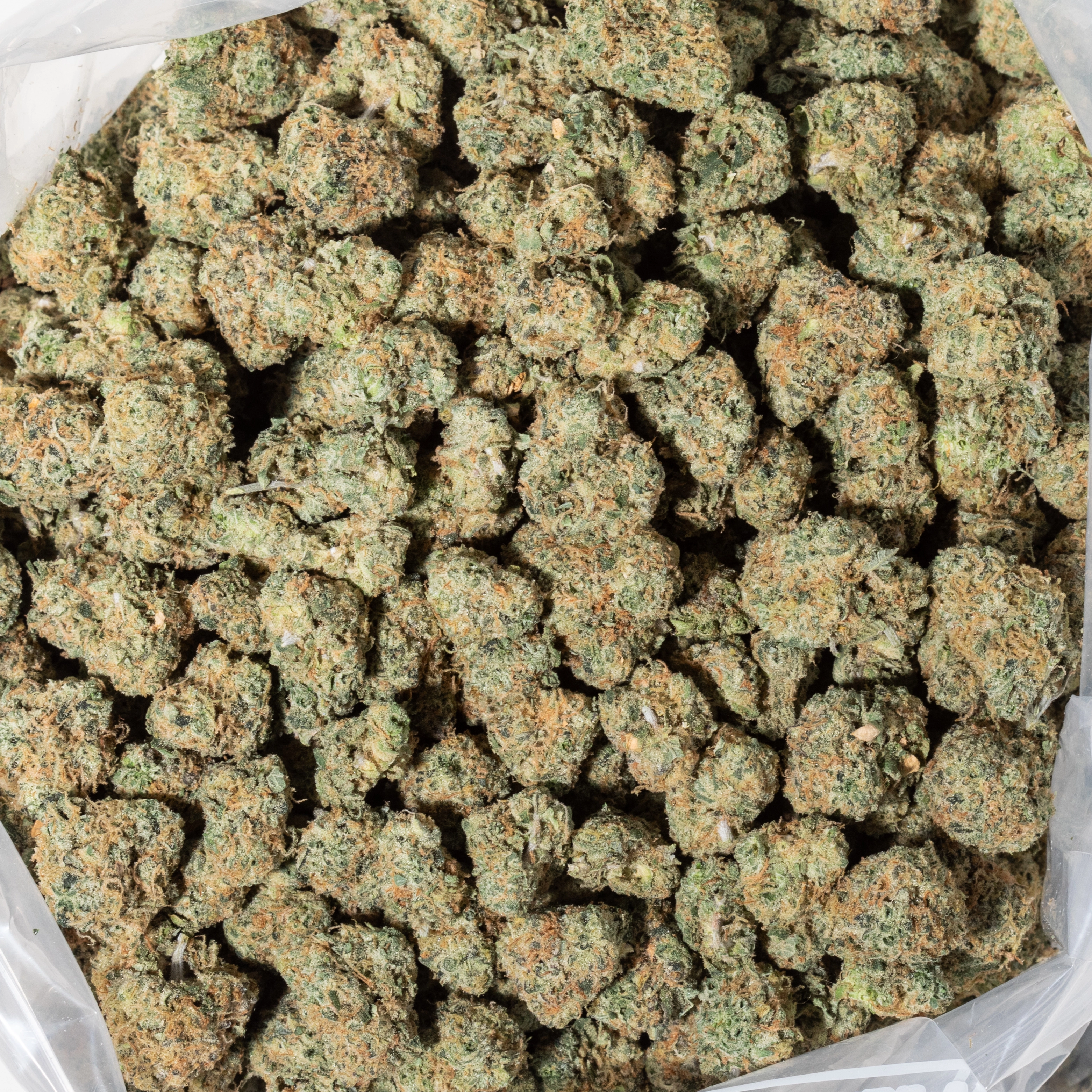 Frosted Fruit Cake (AAAA/Popcorn)