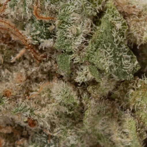 Mac 1 (AAAA+/Popcorn)