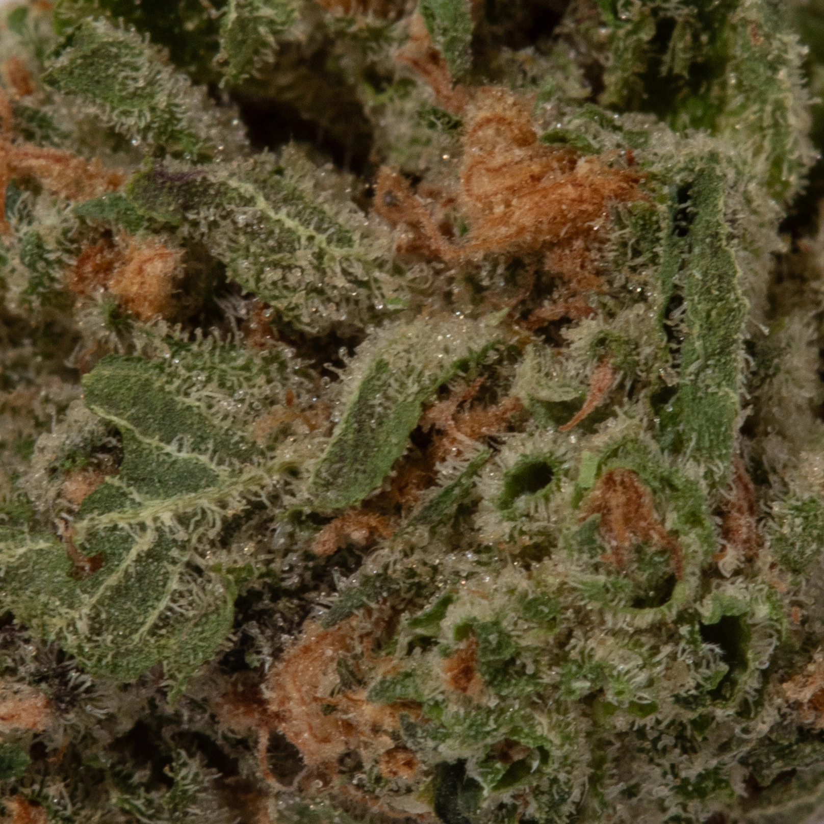 Hell Fire OG (AA/Popcorn)