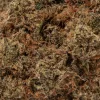 Romulan (AAAA)