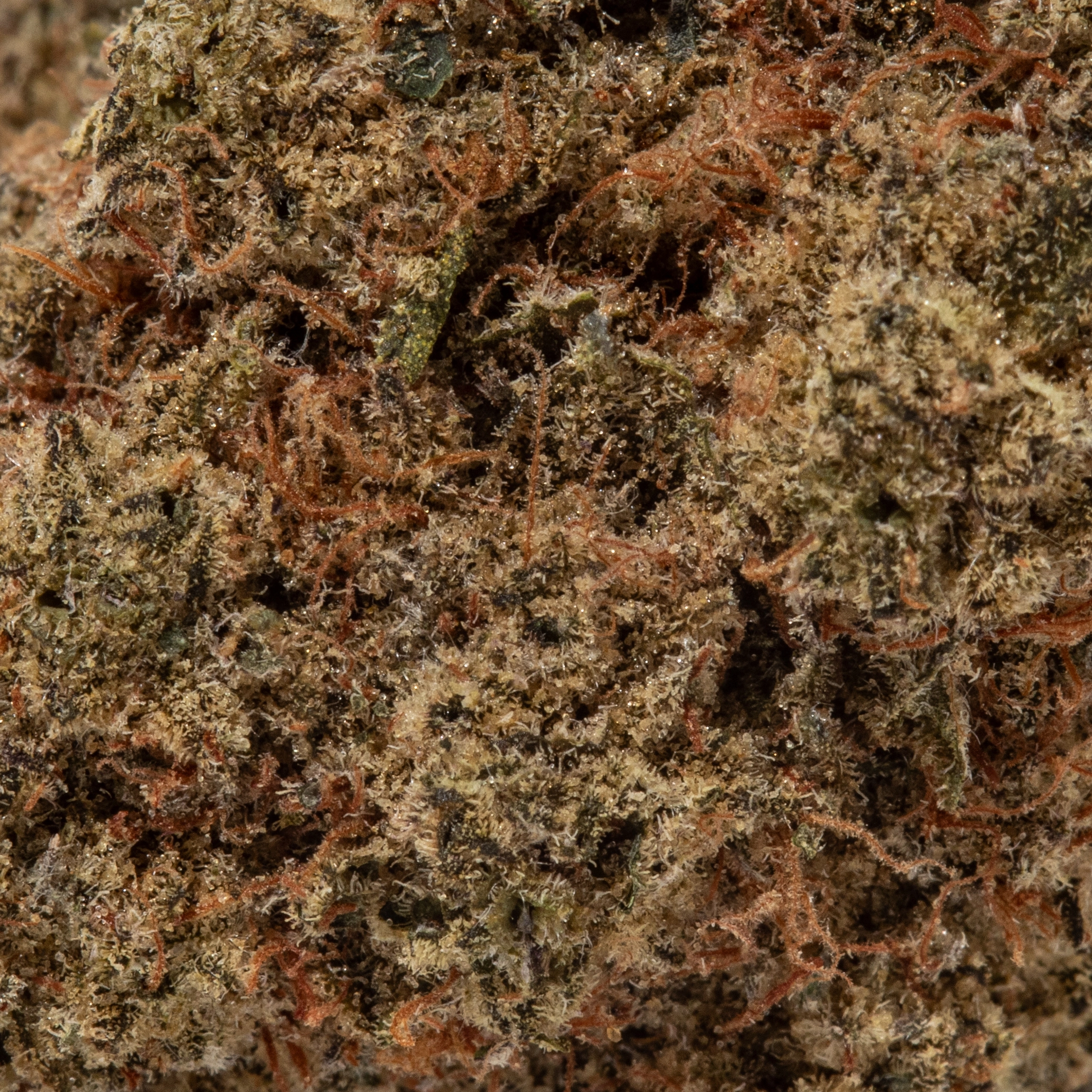 Romulan (AAAA)