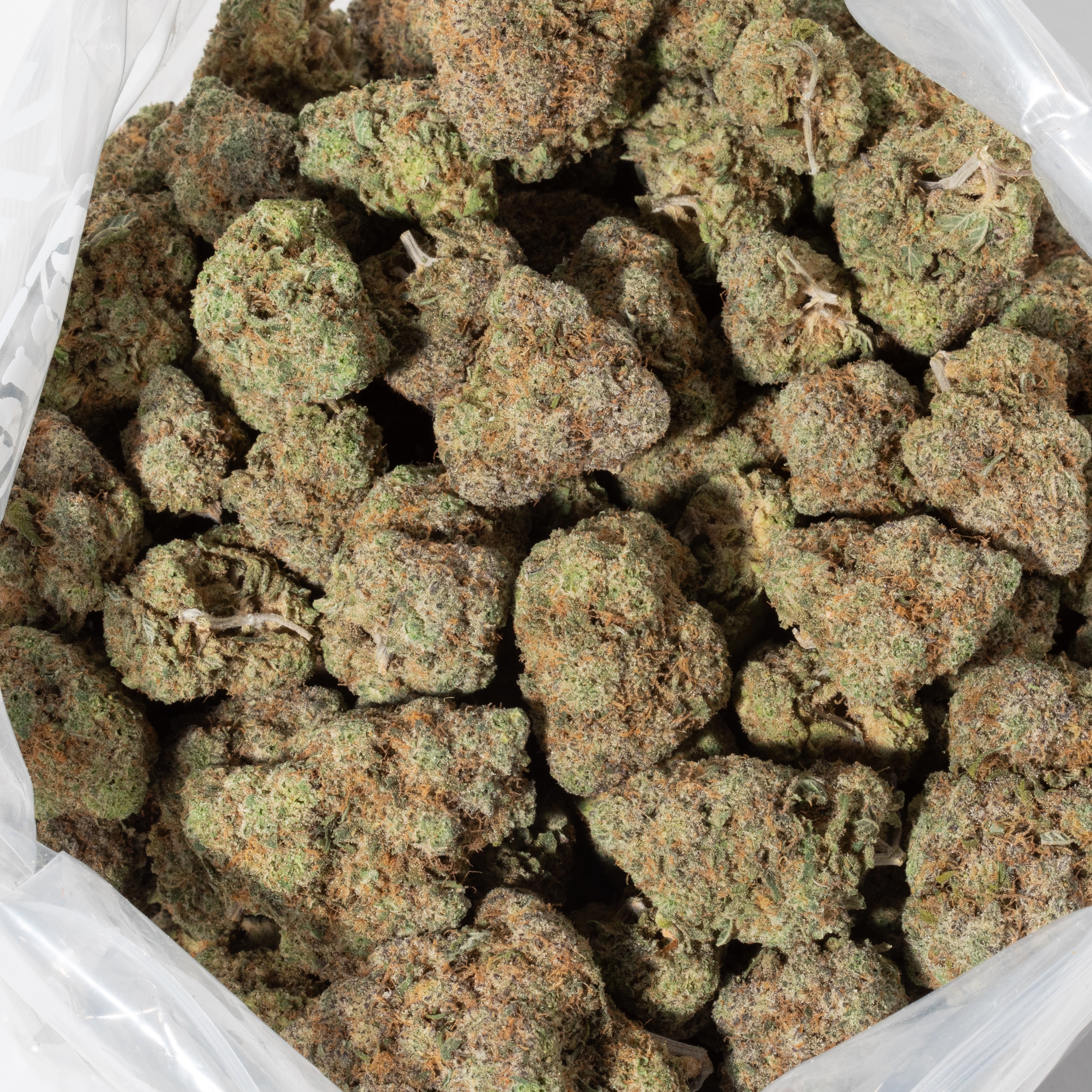 Neon Sunshine (AAAA+)