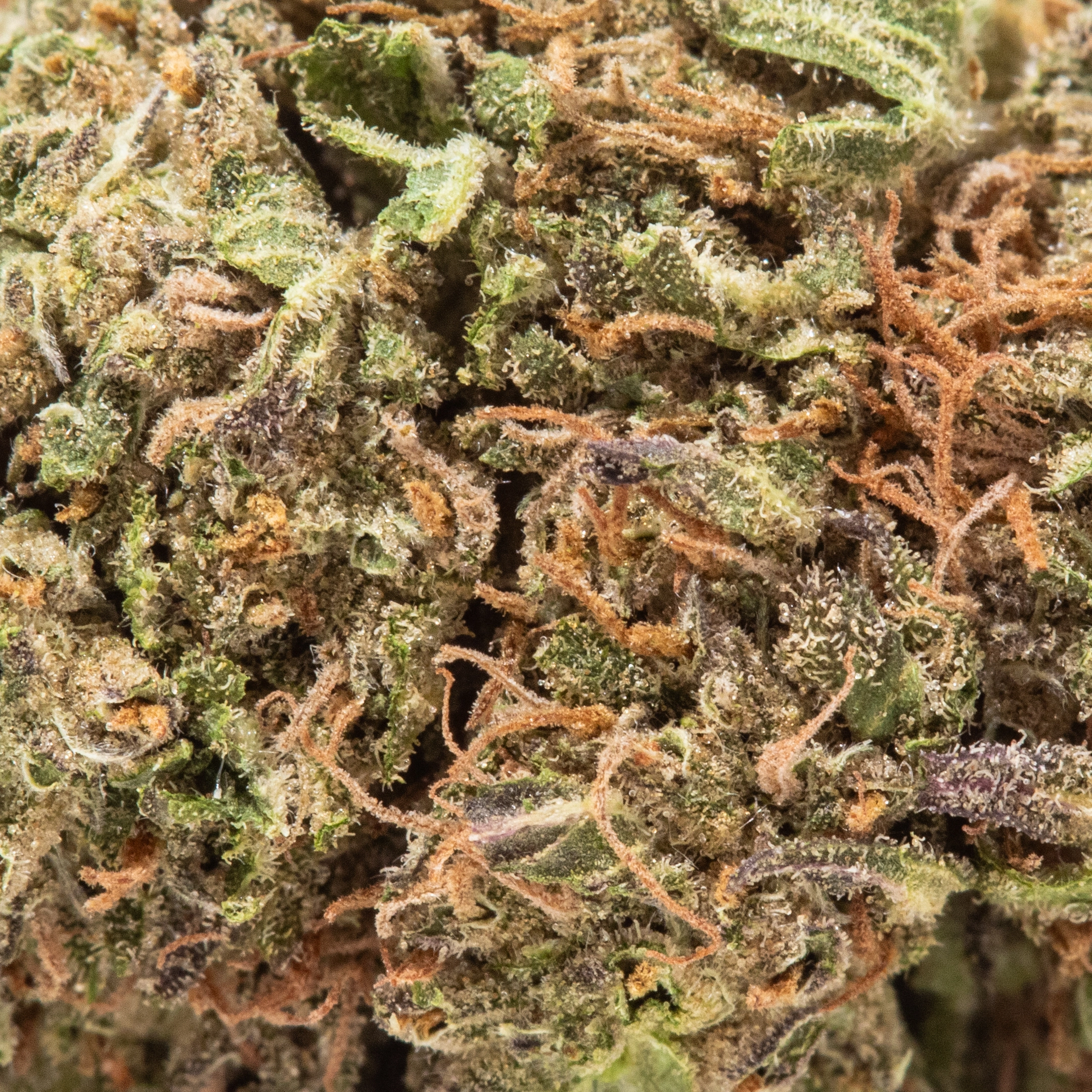 Blueberry Kush (Budget Buds)