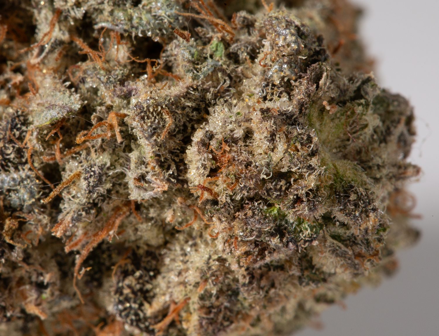 Bahama Mama (AAAA+) - Image 5