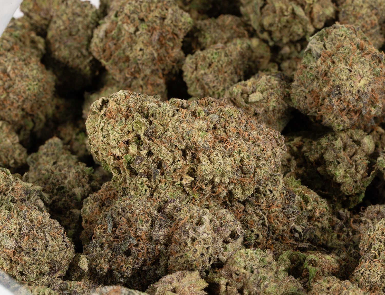 Bahama Mama (AAAA+) - Image 6