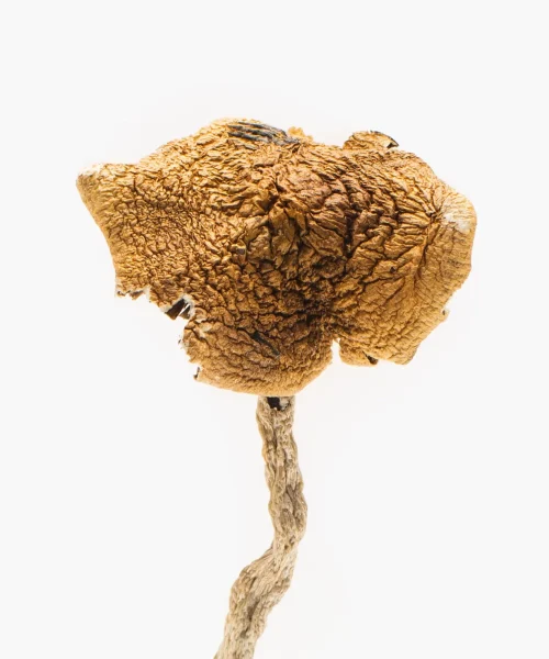 3.5g of Magic Mushrooms